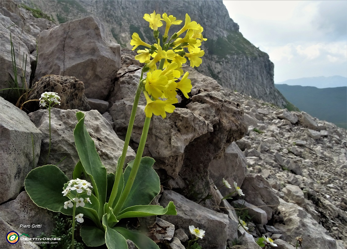 79 Primula orecchia d'orso (Primula auricula).JPG